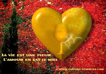 amour